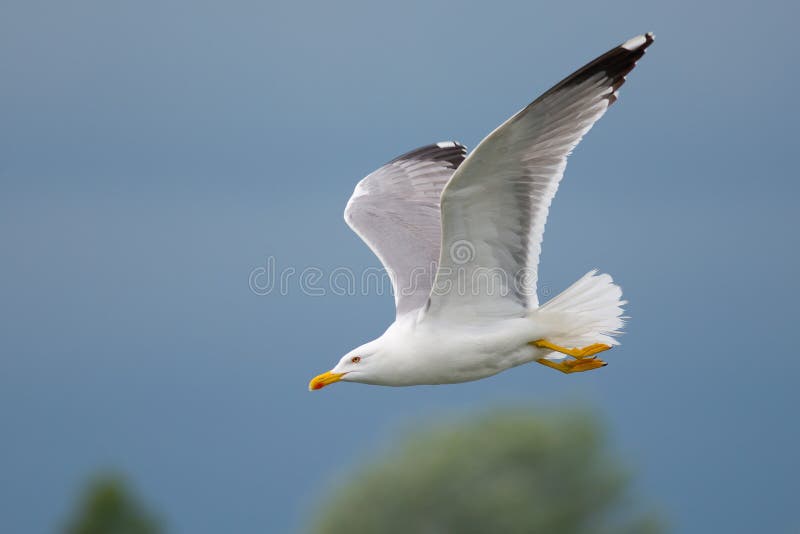 Gull flying