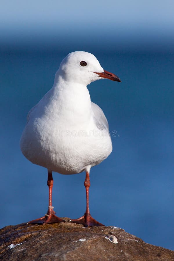 Gull Portrait