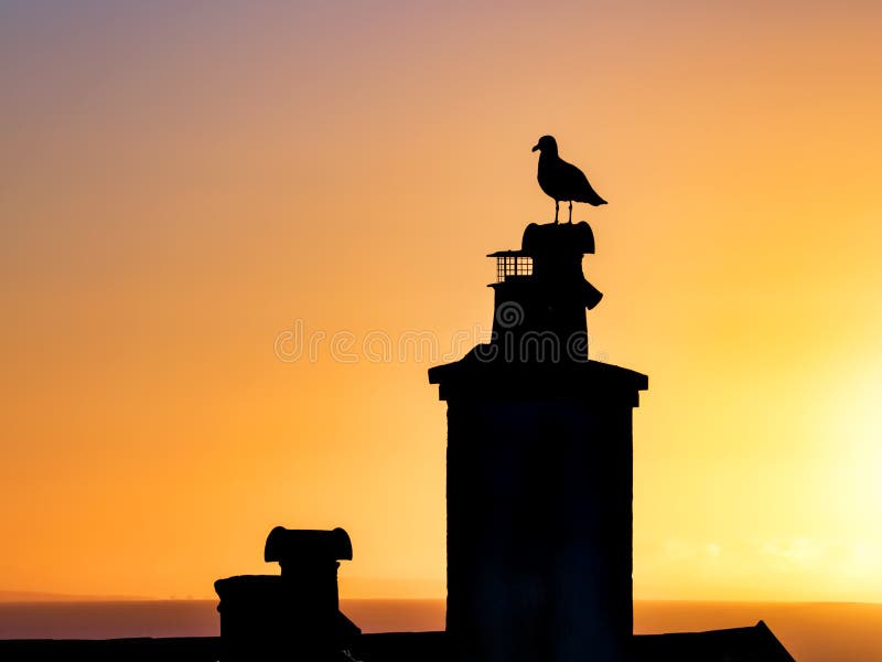 Gull Silhouetted Against the Light of a New Day