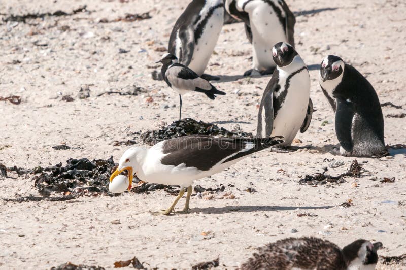 Gull stealing penguin egg