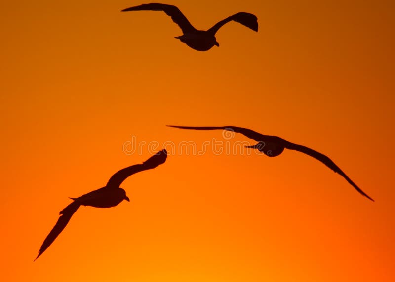 Gull trio