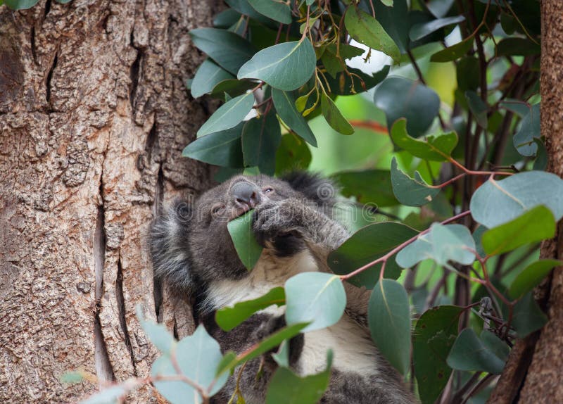 Gullig australisk koala f?r st?endelitlle som sitter i ett eukalyptustr?d och ser med kuriositet K?nguru? fotografering för bildbyråer Gullig australisk koala f?r st?endelitlle som sitter i ett eukalyptustr?d och ser med kuriositet K?nguru? fotografering för bildbyråer