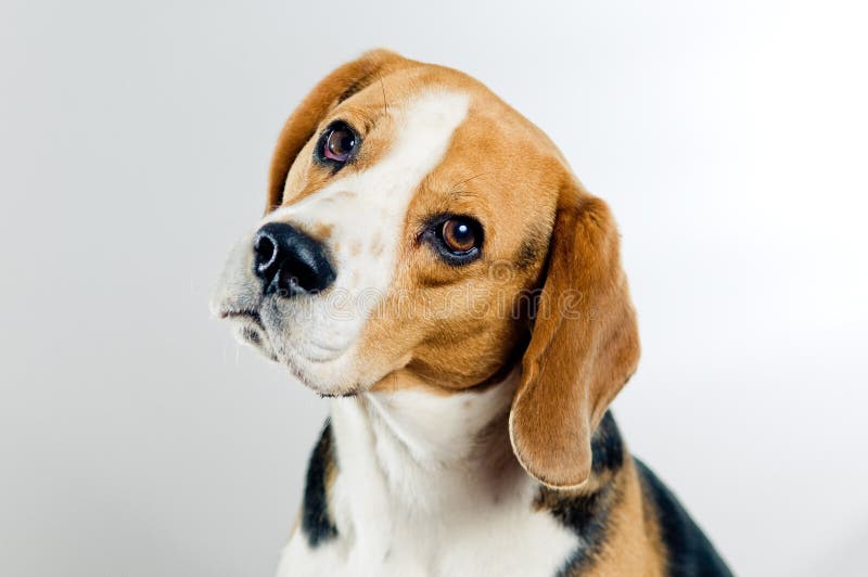 Gullig beagle