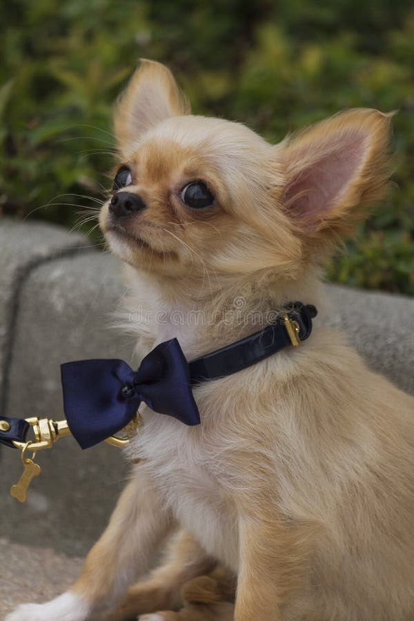 Maltesisk Hund Och Chihuahua Arkivfoto Bild av isolerat, chihuahua