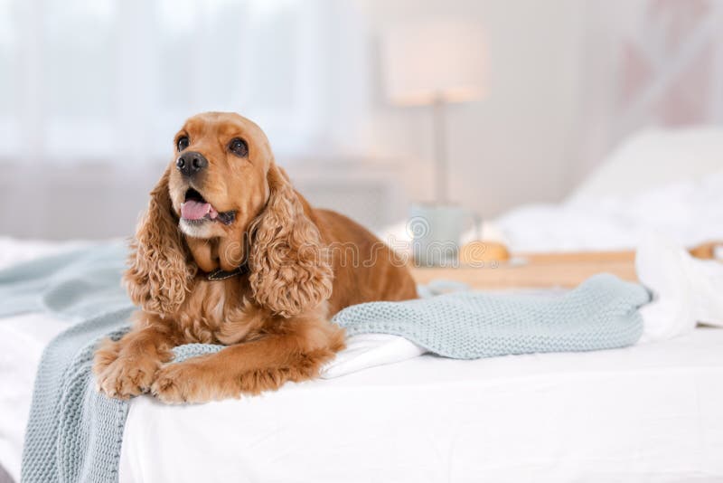 Gullig Cocker Spaniel hund med den varma filten på säng hemma royaltyfri fotografi Gullig Cocker Spaniel hund med den varma filten på säng hemma royaltyfri fotografi