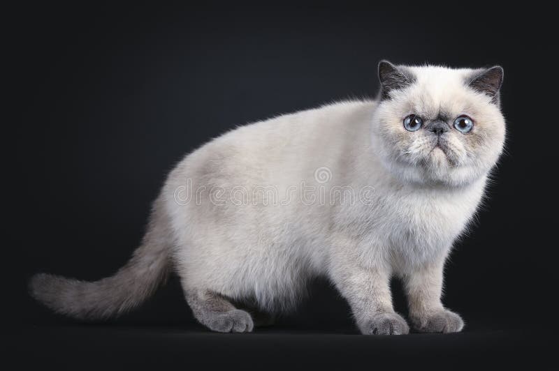 Gullig exotisk Shorhair katt på svart fotografering för bildbyråer Gullig exotisk Shorhair katt på svart fotografering för bildbyråer
