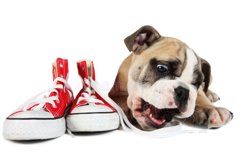 Gullig gammal engelsk bulldogghund som framme ligger av röda skor royaltyfria bilder Gullig gammal engelsk bulldogghund som framme ligger av röda skor royaltyfria bilder