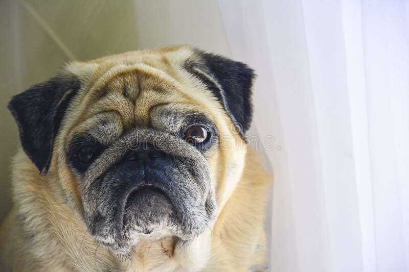 Gullig gammal mops känner sig sömnig och att borra Härlig stående av en mops arkivfoto Gullig gammal mops känner sig sömnig och att borra Härlig stående av en mops arkivfoto