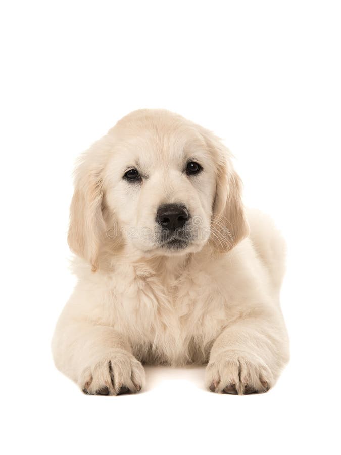 Gullig golden retrievervalp som ner ligger royaltyfria foton Gullig golden retrievervalp som ner ligger royaltyfria foton