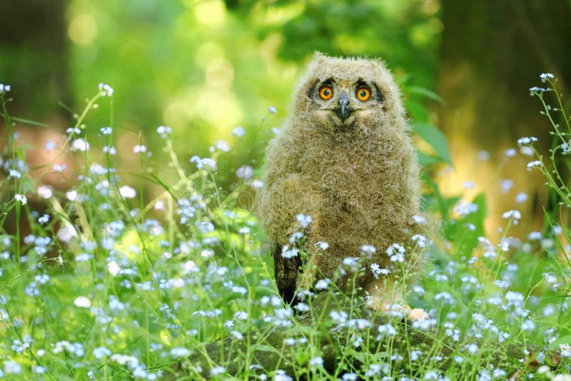 Gullig horned uggla i blommor fotografering för bildbyråer Gullig horned uggla i blommor fotografering för bildbyråer