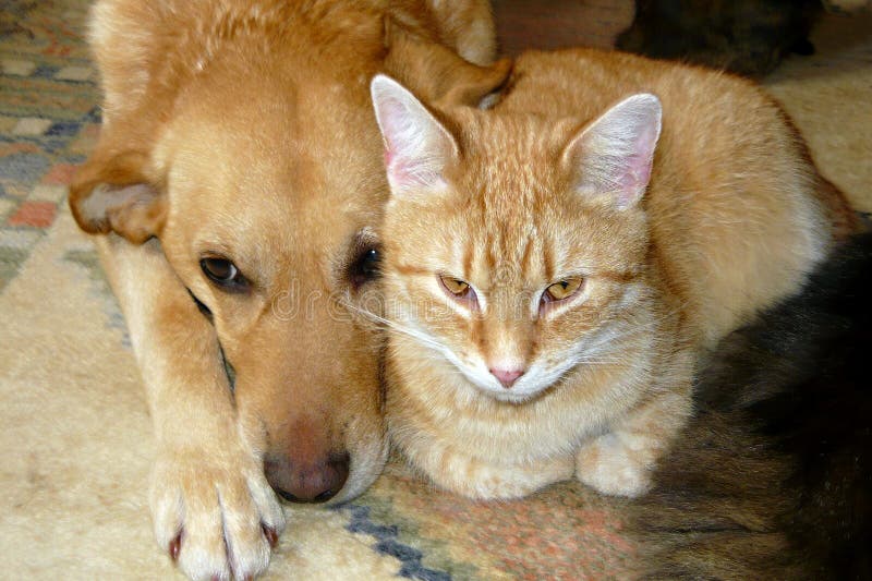 gullig hund för katt arkivbild gullig hund för katt arkivbild