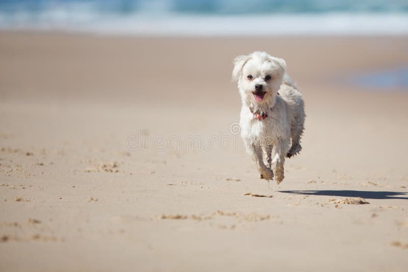 Gullig hund för strand som hoppar sandigt litet royaltyfri fotografi