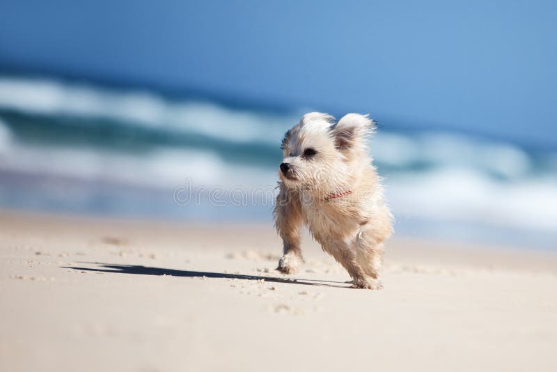 Gullig hund för strand som kör liten white arkivbilder
