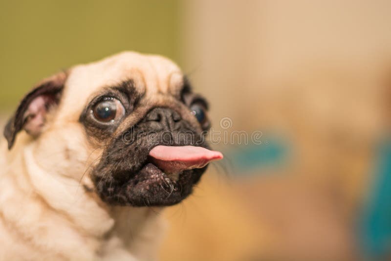 Gullig hund, mopsstående fotografering för bildbyråer Gullig hund, mopsstående fotografering för bildbyråer
