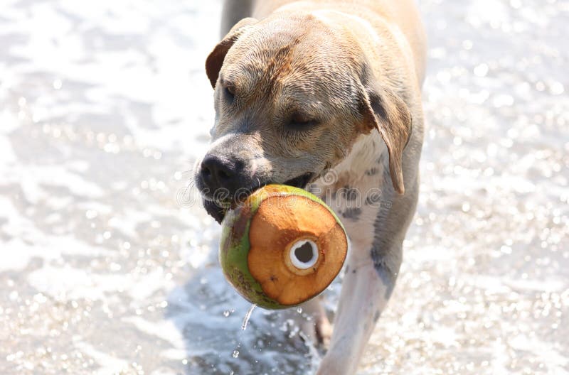 Gullig hund som spelar i havet, handlingbilder av den hund- jagakokosnöten i havet och stranden arkivbild Gullig hund som spelar i havet, handlingbilder av den hund- jagakokosnöten i havet och stranden arkivbild