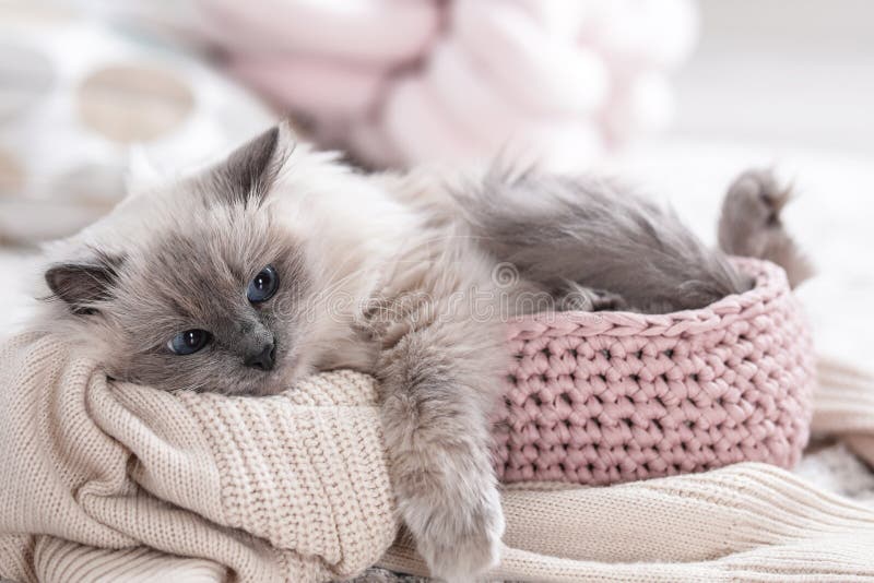 Gullig katt med den stack filten i korg hemma arkivbilder Gullig katt med den stack filten i korg hemma arkivbilder