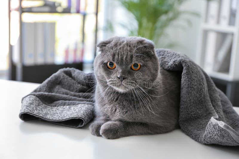 Gullig katt, når tvätt, i att ansa salongen