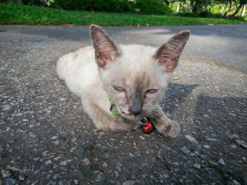 Gullig katt som tycker om hans tillgängliga ljus för liv royaltyfri fotografi Gullig katt som tycker om hans tillgängliga ljus för liv royaltyfri fotografi