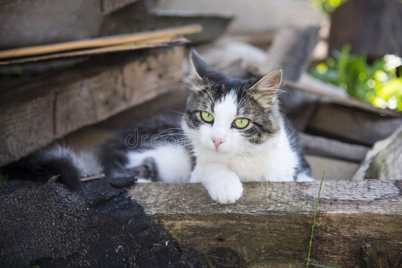 Gullig katt utomhus, sommartid arkivbild Gullig katt utomhus, sommartid arkivbild