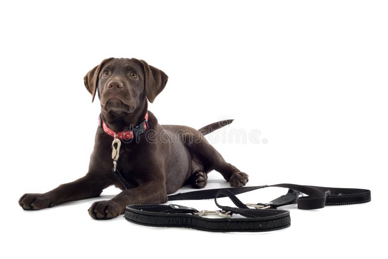 gullig labrador valp royaltyfria bilder gullig labrador valp royaltyfria bilder