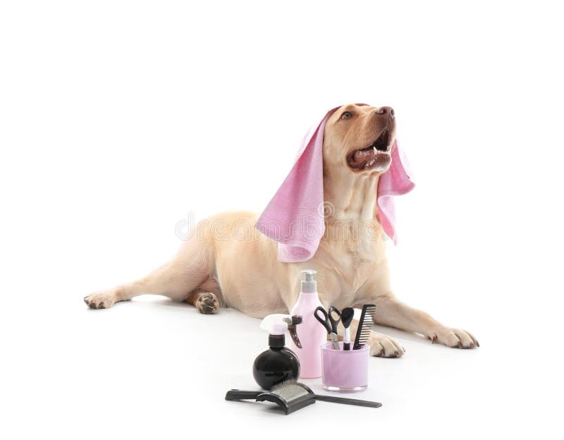 Gullig labradorhund och uppsättning för att ansa på vit bakgrund arkivfoto