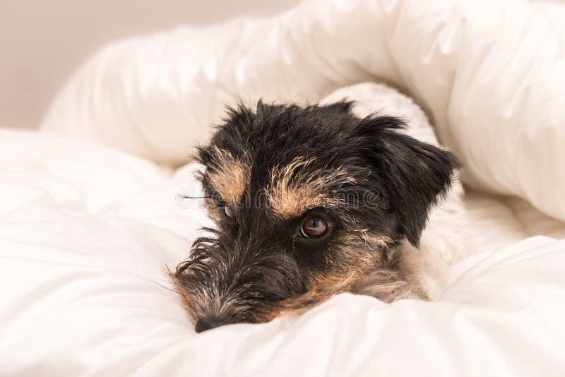 Gullig liten hund som sover i s?ng med vit s?ngkl?der - st?larrussell terrier arkivbilder Gullig liten hund som sover i s?ng med vit s?ngkl?der - st?larrussell terrier arkivbilder