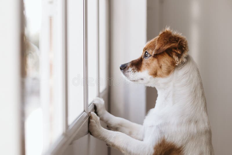 Gullig liten hund som står på två ben och bort ser av fönstret som söker eller väntar på hans ägare Husdjur inomhus fotografering för bildbyråer