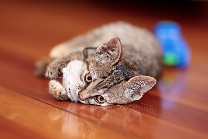 Gullig liten katt av strimmig kattfärglekar på trägolvet med den vita leksakmusen Nätt kattunge med gula ögon hemma royaltyfria bilder Gullig liten katt av strimmig kattfärglekar på trägolvet med den vita leksakmusen Nätt kattunge med gula ögon hemma royaltyfria bilder