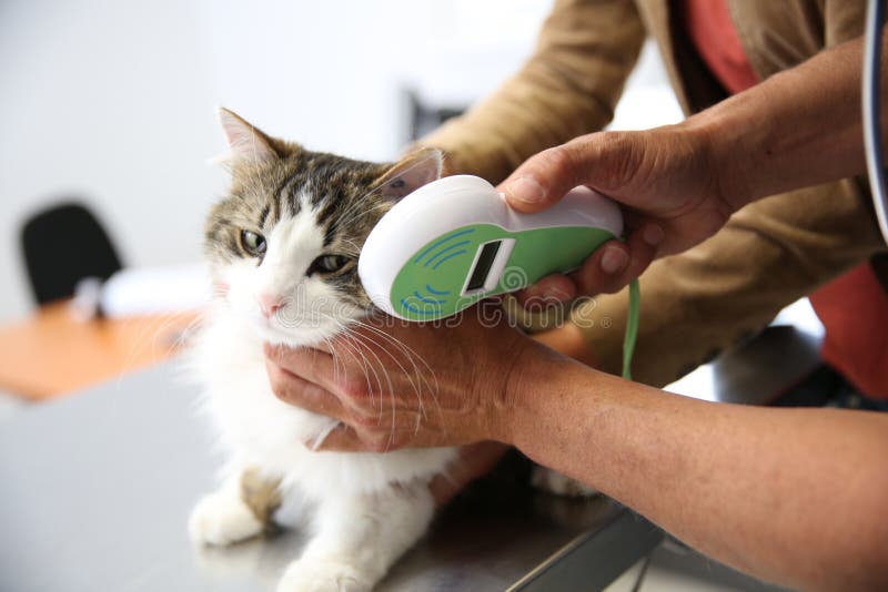 Gullig liten katt som undersöks av veterinären royaltyfria bilder Gullig liten katt som undersöks av veterinären royaltyfria bilder