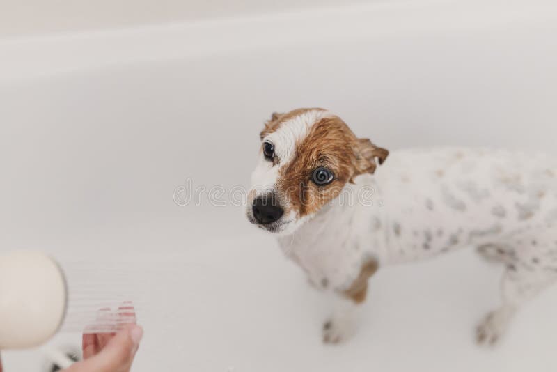 Gullig ?lskv?rd liten hund som ?r v?t i badkar ?gare f?r ung kvinna som f?r hennes hund att g?ra ren hemma Vit bakgrund royaltyfri foto Gullig ?lskv?rd liten hund som ?r v?t i badkar ?gare f?r ung kvinna som f?r hennes hund att g?ra ren hemma Vit bakgrund royaltyfri foto