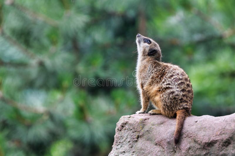 Gullig meerkat som ser i himlen arkivbilder Gullig meerkat som ser i himlen arkivbilder