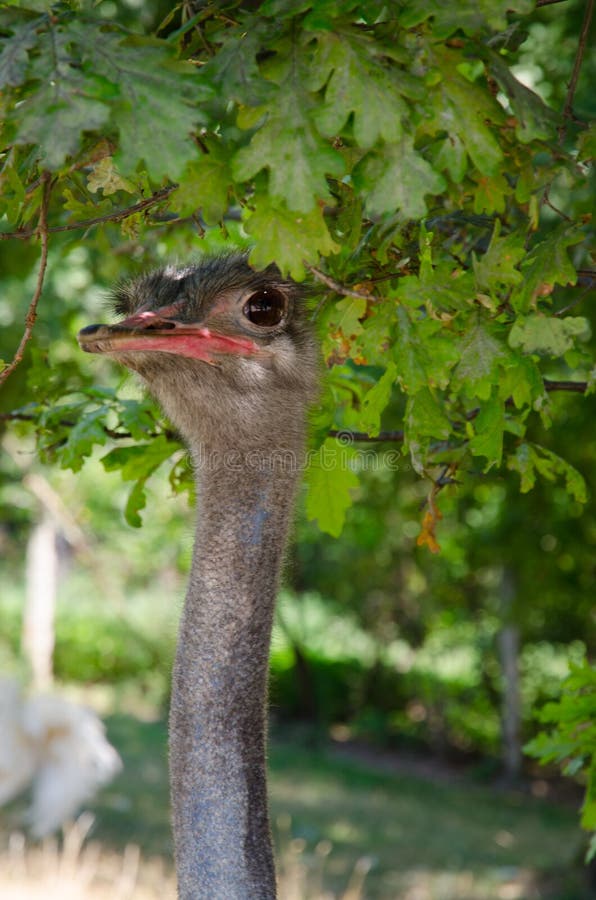 Gullig Ostrich royaltyfri foto Gullig Ostrich royaltyfri foto