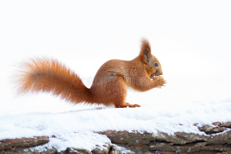 Gullig röd ekorre som rymmer en mutter på snön royaltyfria bilder Gullig röd ekorre som rymmer en mutter på snön royaltyfria bilder