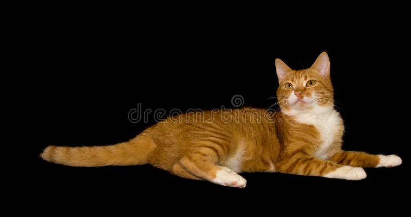 Gullig röd katt, svart bakgrund royaltyfria bilder Gullig röd katt, svart bakgrund royaltyfria bilder