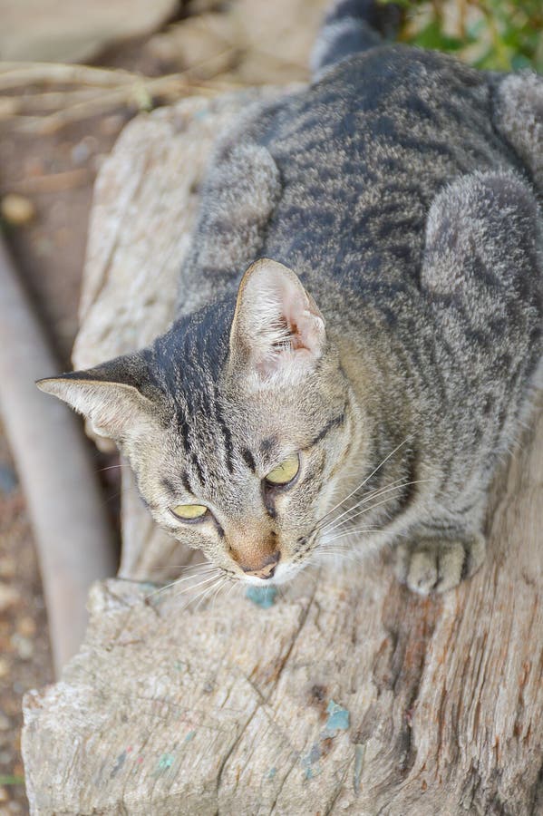 Gullig strimmig kattkatt på den wood journalen arkivbilder Gullig strimmig kattkatt på den wood journalen arkivbilder