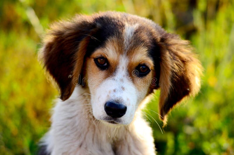 Gullig tillfällig hund arkivbilder Gullig tillfällig hund arkivbilder