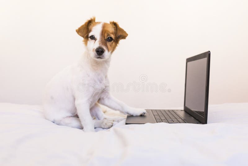 Gullig ung liten hund som hemma arbetar på bärbara datorn _ inomhus arkivbild Gullig ung liten hund som hemma arbetar på bärbara datorn _ inomhus arkivbild