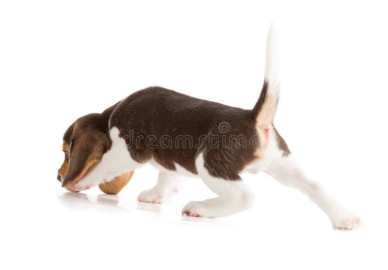 gullig valp för beagle
