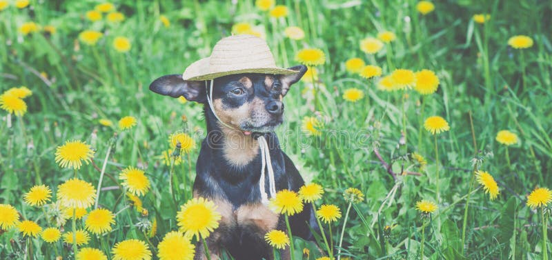 Gullig valp, hund i en sugr?rhatt som omges av gula f?rger f?r v?r p? en blommig ?ng, st?ende av en hund arkivbilder Gullig valp, hund i en sugr?rhatt som omges av gula f?rger f?r v?r p? en blommig ?ng, st?ende av en hund arkivbilder