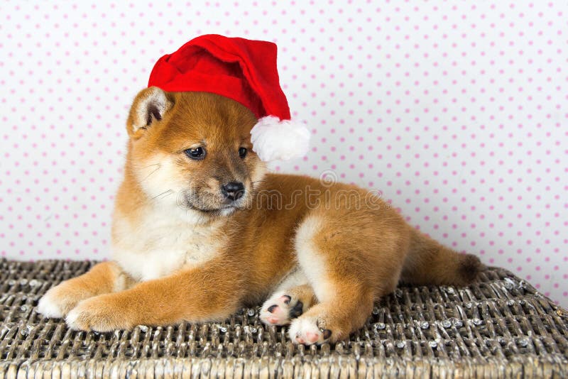 Gullig valpavelShiba inu arkivbilder Gullig valpavelShiba inu arkivbilder