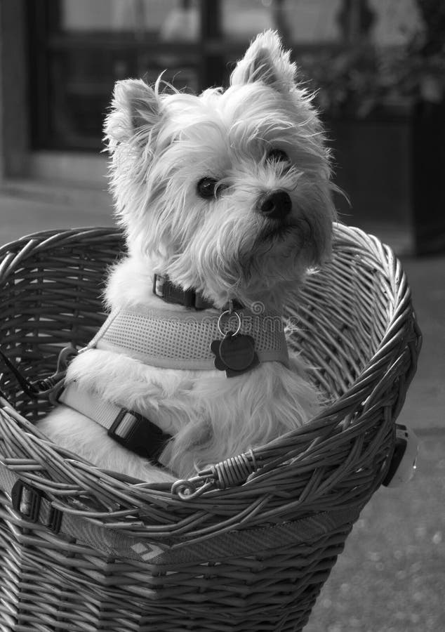 Gullig vit hund fotografering för bildbyråer. Bild av cyklar 34732901