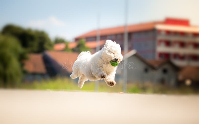 Gullig vit hundspring med bollen arkivfoto Gullig vit hundspring med bollen arkivfoto