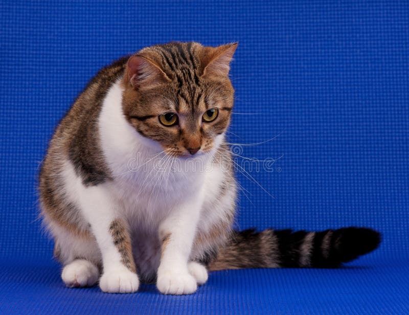 Gullig vuxen strimmig katt royaltyfria foton Gullig vuxen strimmig katt royaltyfria foton