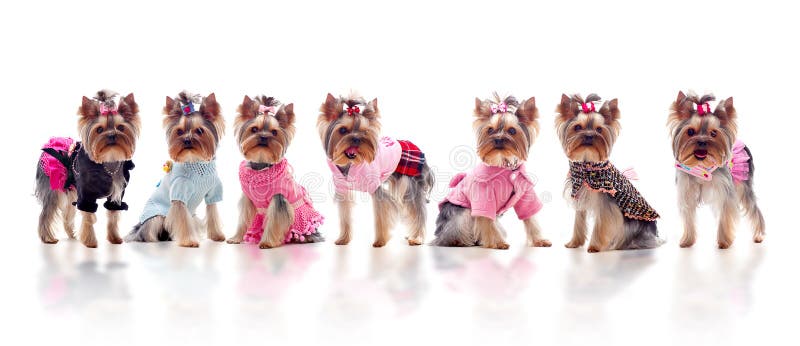 gulliga klädda gruppterriers yorkshire arkivbild gulliga klädda gruppterriers yorkshire arkivbild