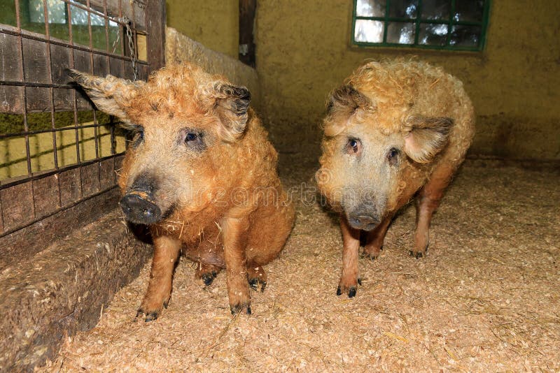 Gulliga Mangalica svin royaltyfria bilder Gulliga Mangalica svin royaltyfria bilder