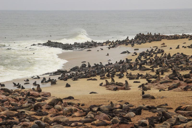 Gulliga skyddsremsor stojar på kusterna av Atlanticet Ocean i Namibia fotografering för bildbyråer Gulliga skyddsremsor stojar på kusterna av Atlanticet Ocean i Namibia fotografering för bildbyråer