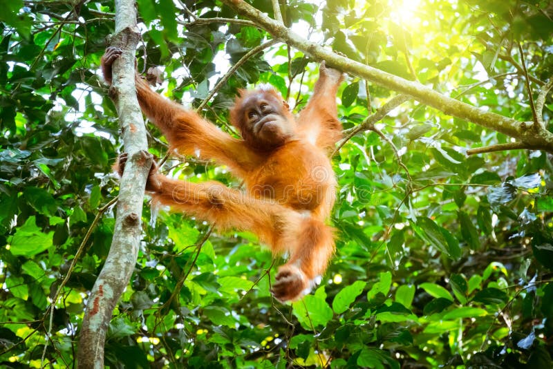Gulligt behandla som ett barn orangutanget som vilar på träd i den exotiska rainforesten Sumatr