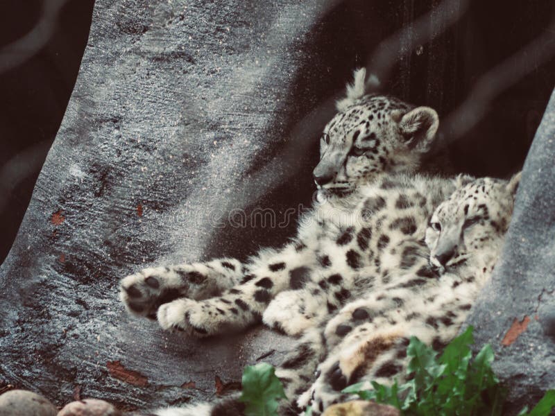 Gulligt för snöleopard för tonåring två sammanträde och sova bredvid de arkivfoto Gulligt för snöleopard för tonåring två sammanträde och sova bredvid de arkivfoto