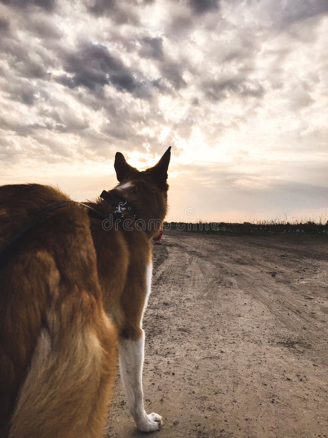 Gulligt guld- hundanseende och se solnedgång på himmel Den lyckliga starka hunden på bakgrund av solnedgånghimmel och moln i somm fotografering för bildbyråer Gulligt guld- hundanseende och se solnedgång på himmel Den lyckliga starka hunden på bakgrund av solnedgånghimmel och moln i somm fotografering för bildbyråer