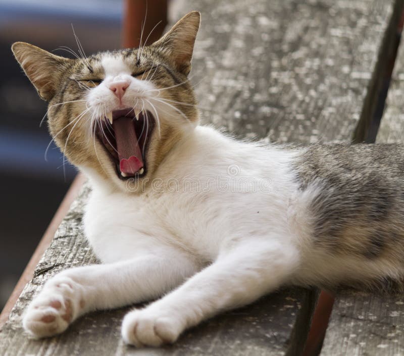Gulligt gäspa för katt arkivfoto Gulligt gäspa för katt arkivfoto